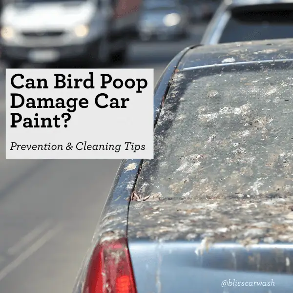 How to Remove Bird Droppings from Car Paint Safely and Fast