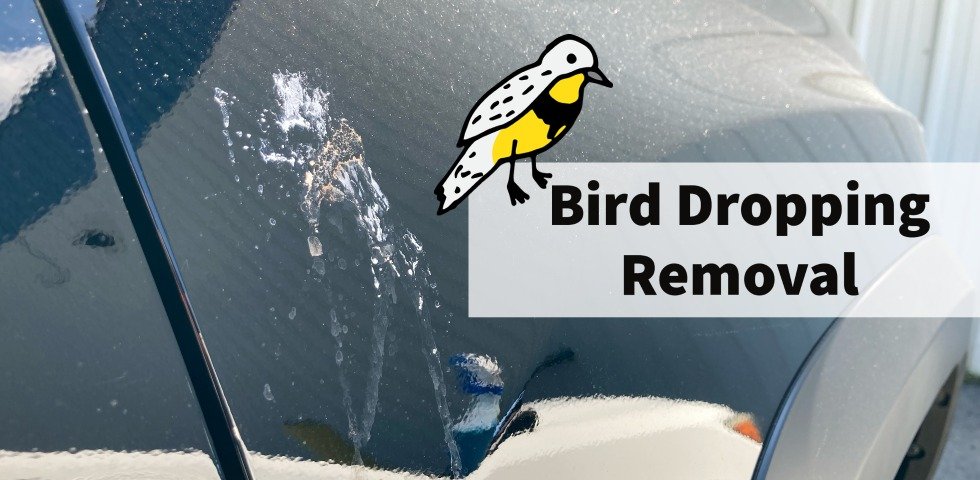 How to Remove Bird Droppings from Car Paint Safely and Fast