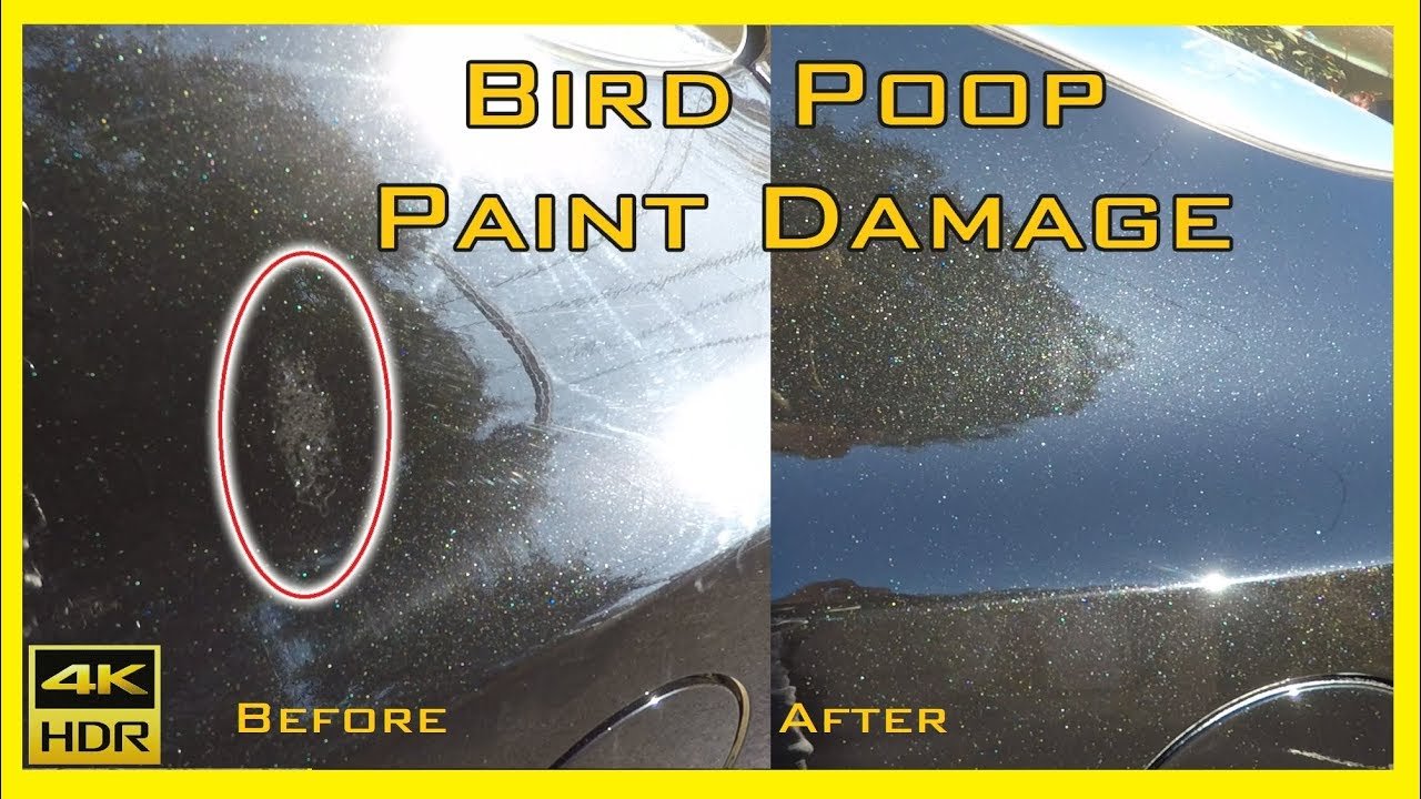 How to Remove Bird Droppings from Car Paint Safely and Fast